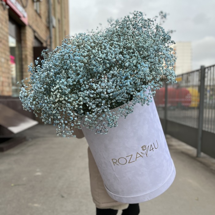 25 голубых гипсофил в бархатной коробке